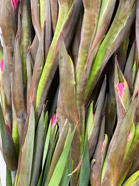 Gladioli - BOX OFFER - 100 stems / 20 bunches Mixed colours