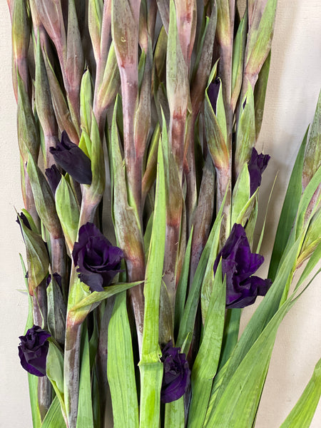 Gladioli - 50 stems - Purple