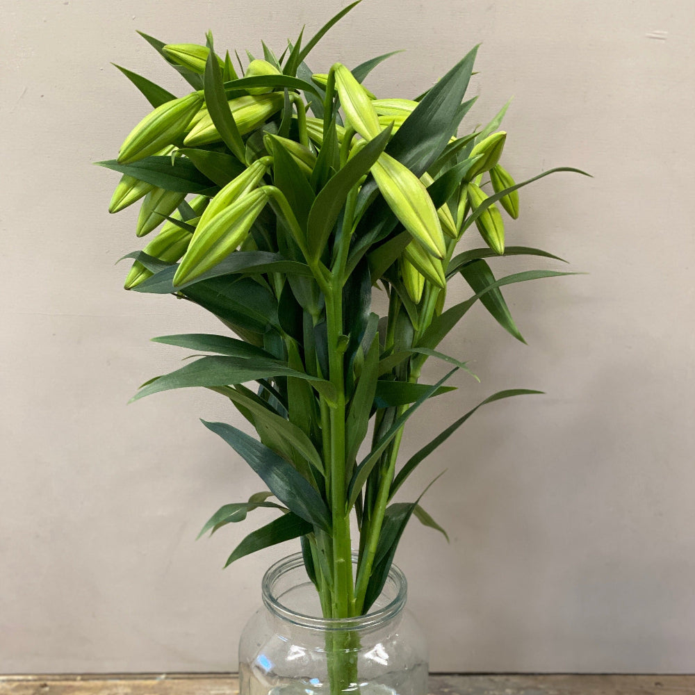 Lily White Longiflorum Bunch of 10 stems