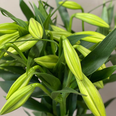 Lily White Longiflorum Bunch of 10 stems