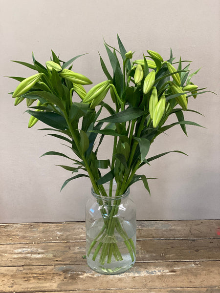 Lily White Longiflorum Bunch of 10 stems