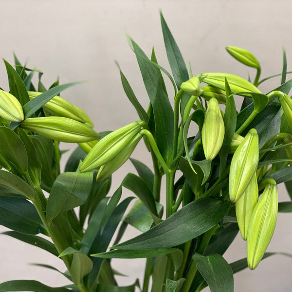 Lily White Longiflorum Bunch of 10 stems