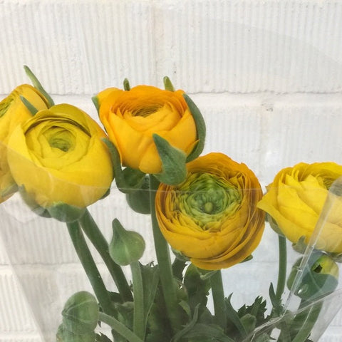 Ranunculus 30cm -Yellow- Bunch of 10 stems