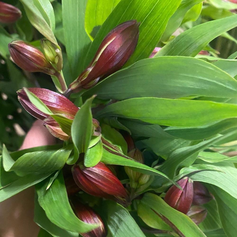 Alstroemeria Cornish Stem Grade 10 Stems - Red