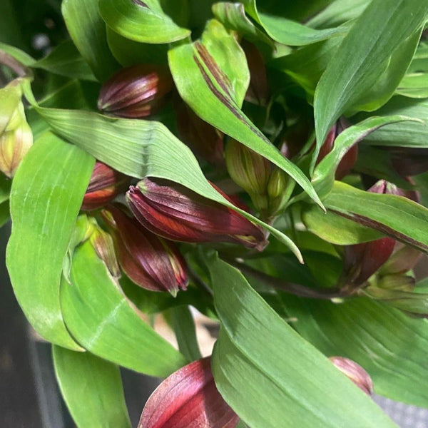 Alstroemeria Cornish Stem Grade 10 Stems - Red