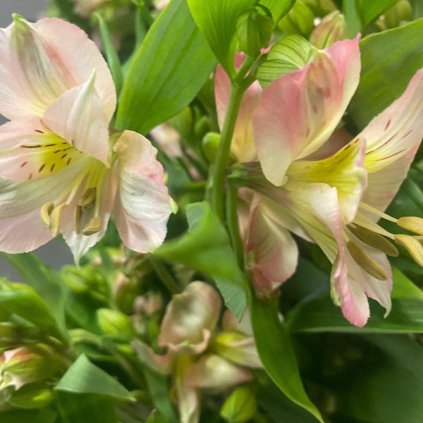 pale pink UK british flowers online