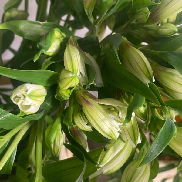 Alstroemeria Cornish Stem Grade 10 Stems - White