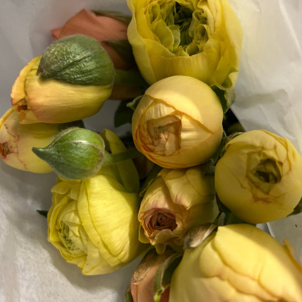 norfolk ranunculus UK flowers 
