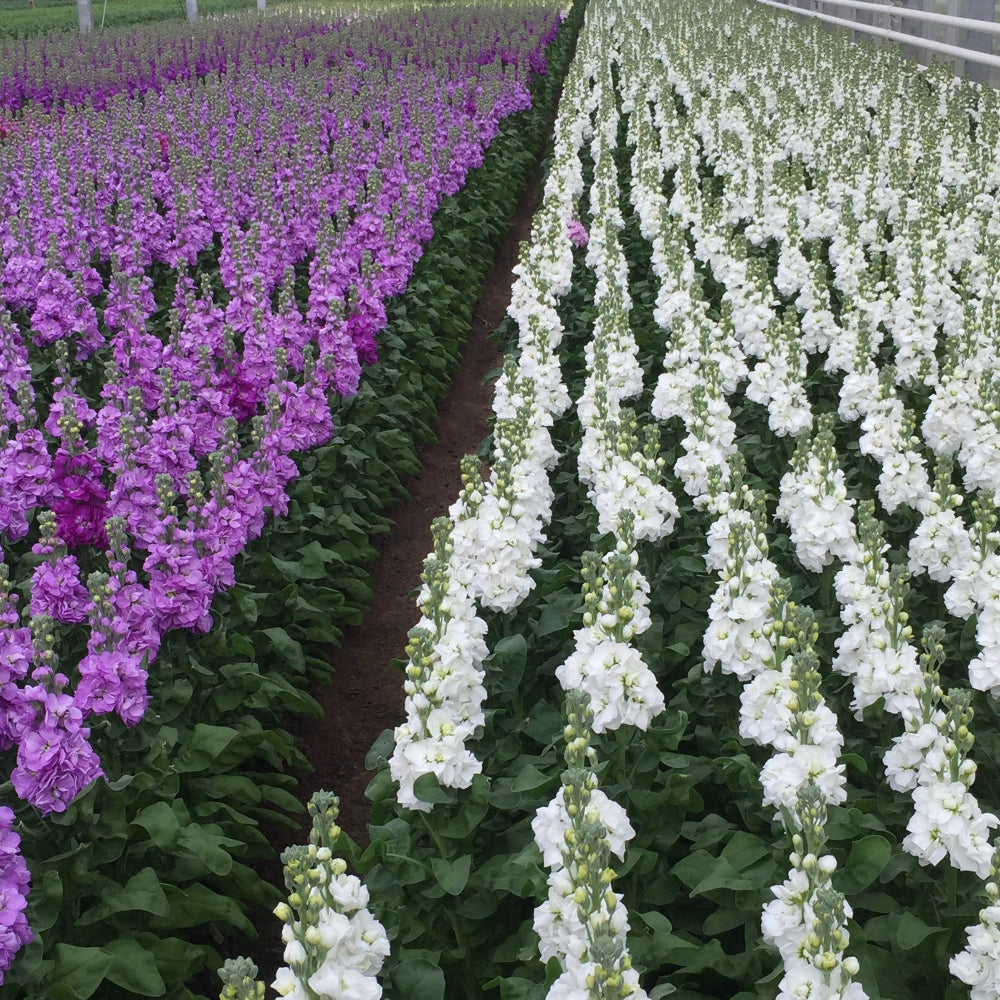 norfolk UK grown scented flowers 