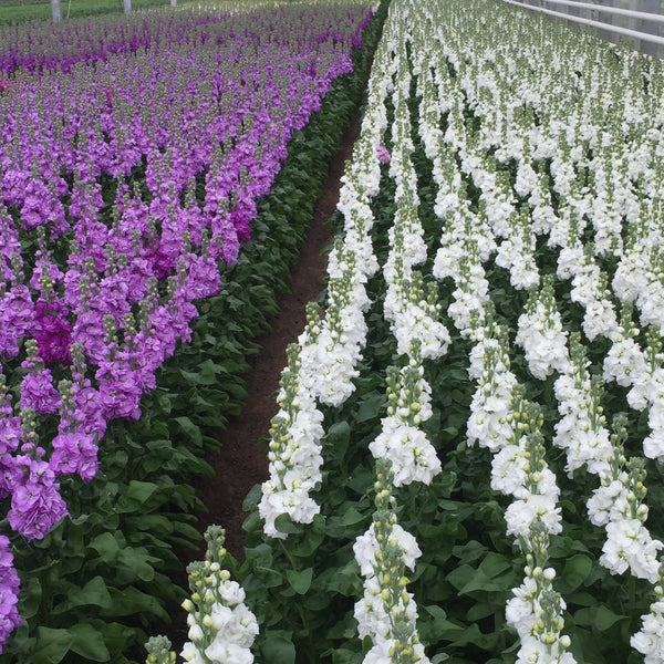 Scented Stocks-Standard Grade-Box 60 stems (65p)