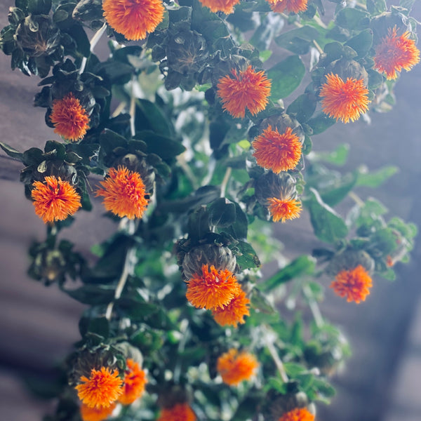 British Carthamus - Box offer 60 stems