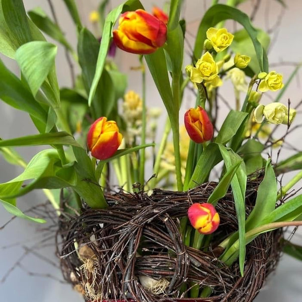 buy tulips online now