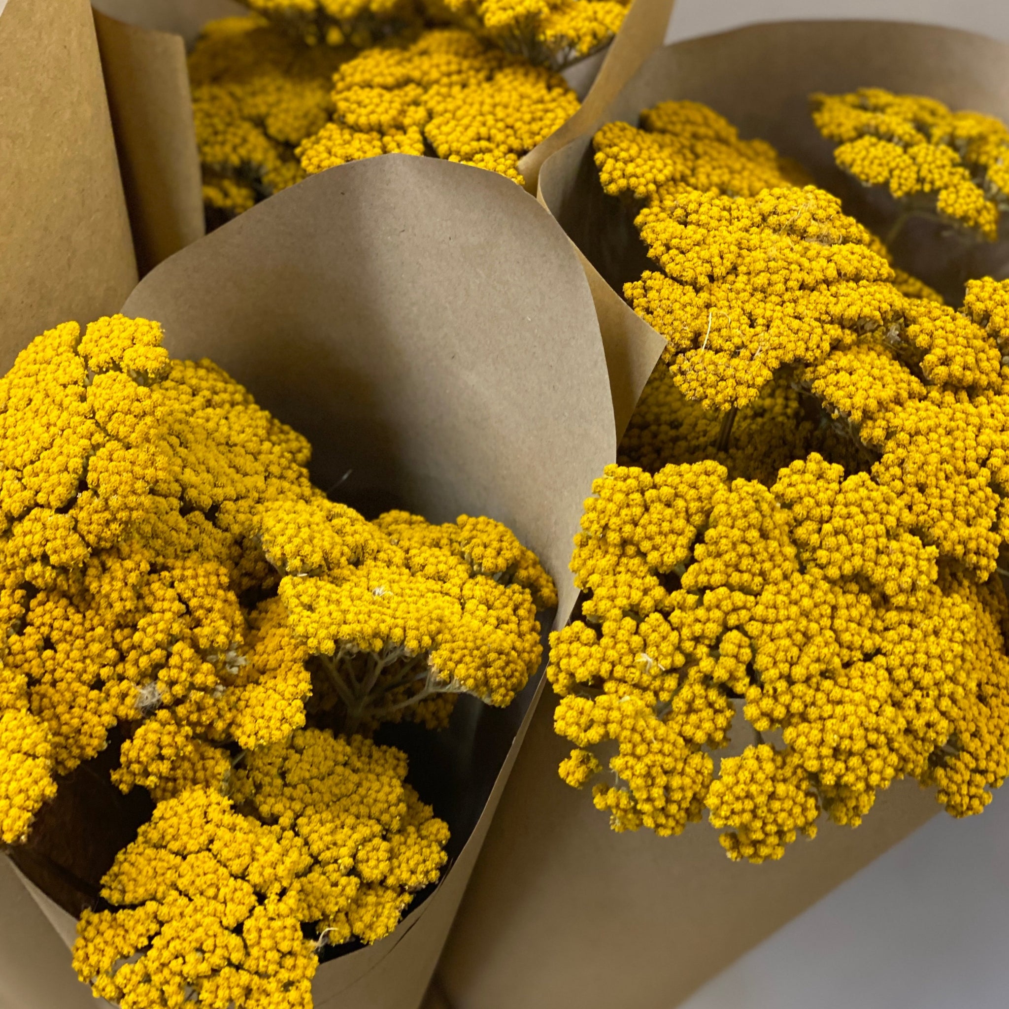 Dried - Achillea 'Cloth of Gold' Bunch of 10 stems