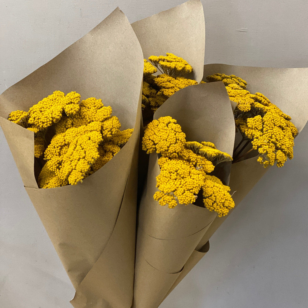 dried flowers achillea yellow blooms