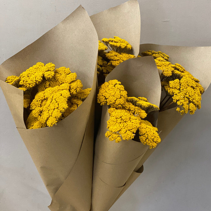 dried flowers achillea yellow blooms