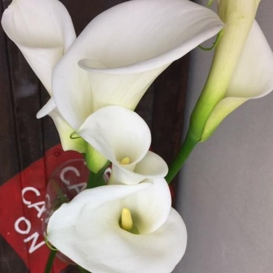 UK grown lily buy fresh cut flowers 