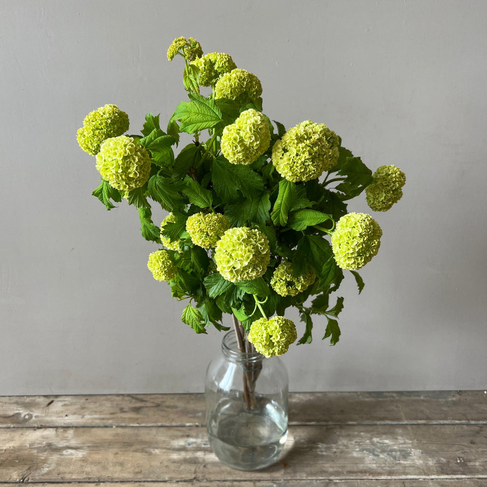 buy viburnum opulus online now 
