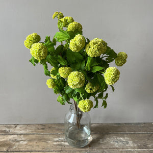 buy viburnum opulus online now 