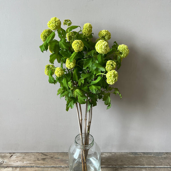 uk grown viburnum online florist supplies