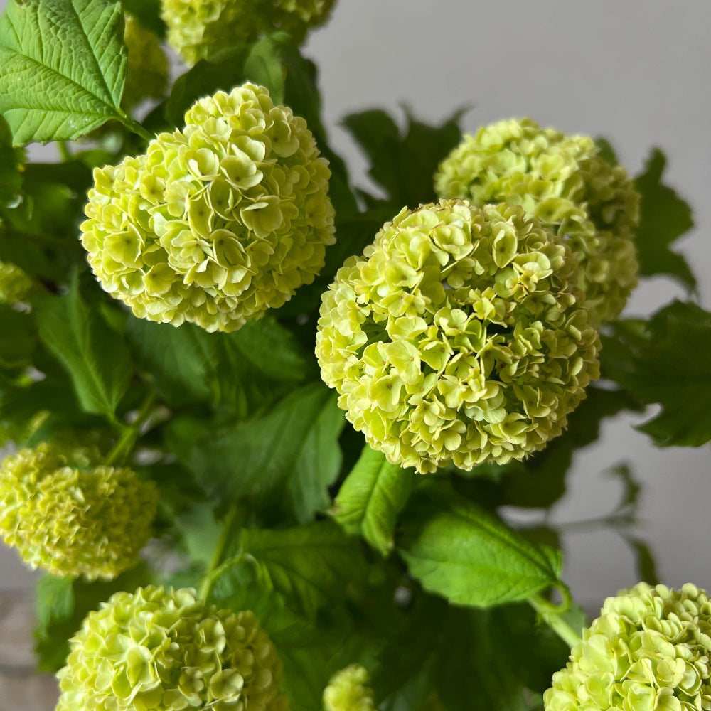 green viburnum uk grown flowers 