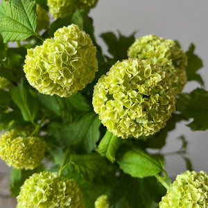 green viburnum uk grown flowers 