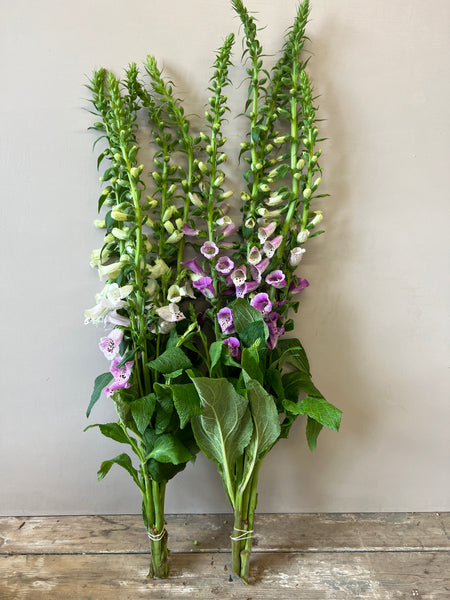 British Grown Foxgloves x 5 stems