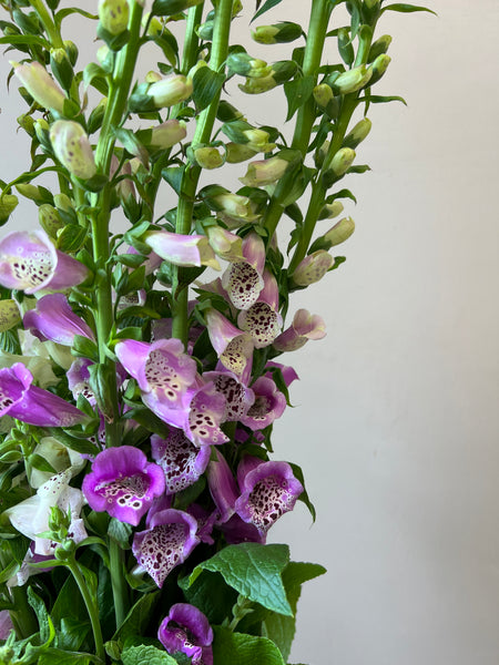 British Grown Foxgloves x 5 stems