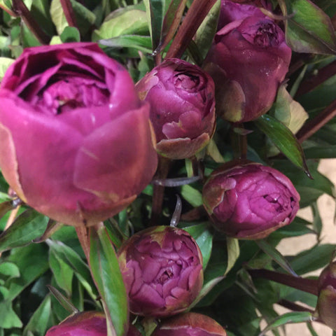 Peony - Kansas - Cerise 50cm **Box Offer**100 Stems