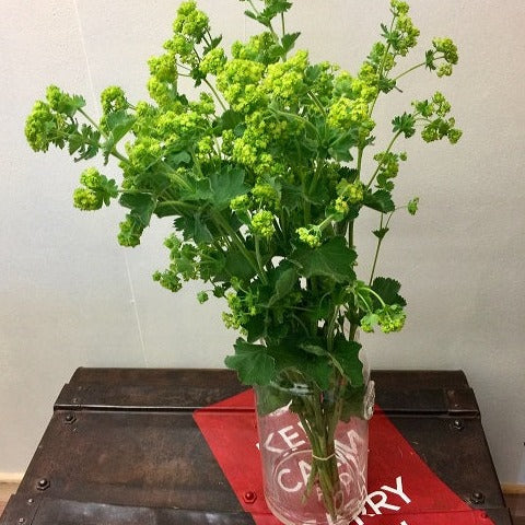 Alchemilla mollis 3 x 10