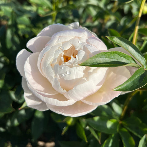 Peony - Miss America -50cm -10 Stems