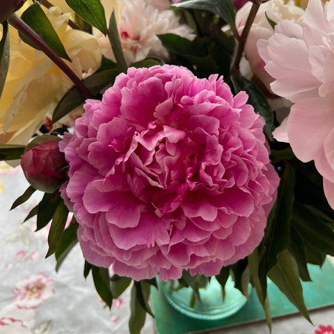 Peony - Monsieur Jules Elie - 10 Stems