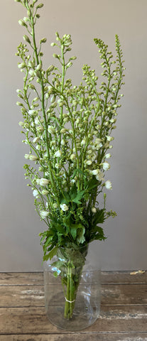 Delphinium - White - Bunches of 10 stems