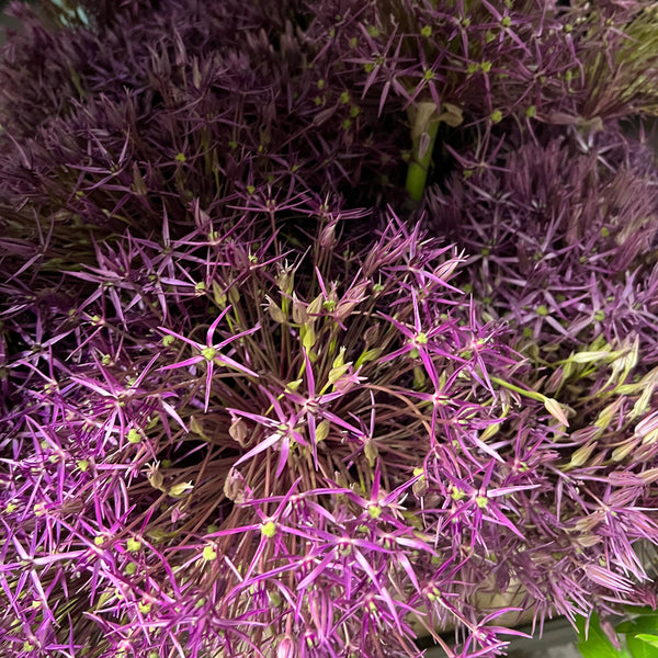 Allium - MIX UP - 60 stems