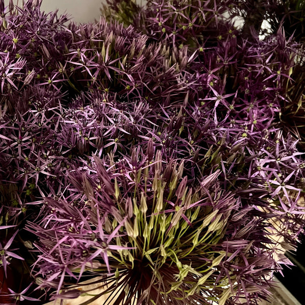 Allium - MIX UP - 60 stems