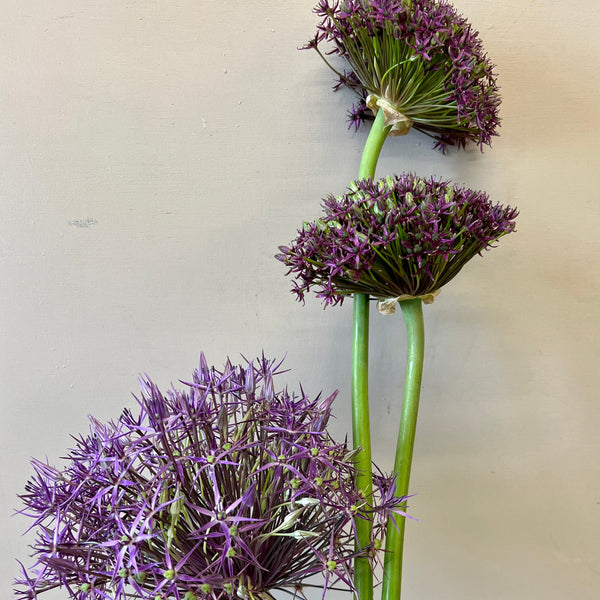 Allium Magic- Purple -10 stems