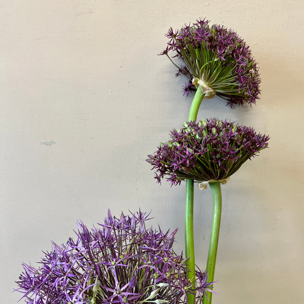 Allium - MIX UP - 60 stems