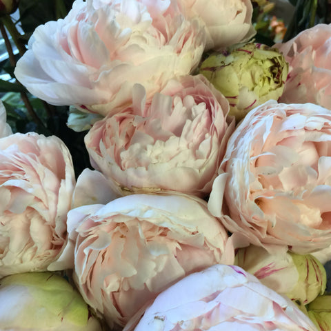 Peony - Solange - 50cm **Box Offer** 100 Stems