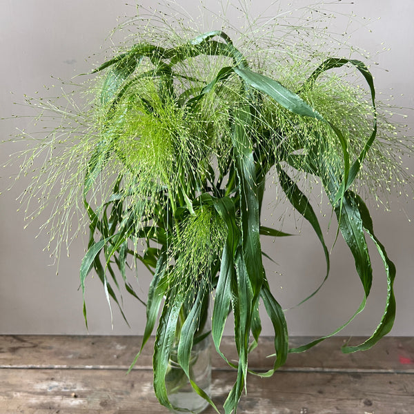 Panicum Sprinkles Grass x 20 stems