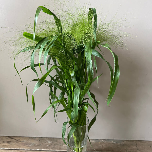 Panicum Sprinkles Grass x 20 stems