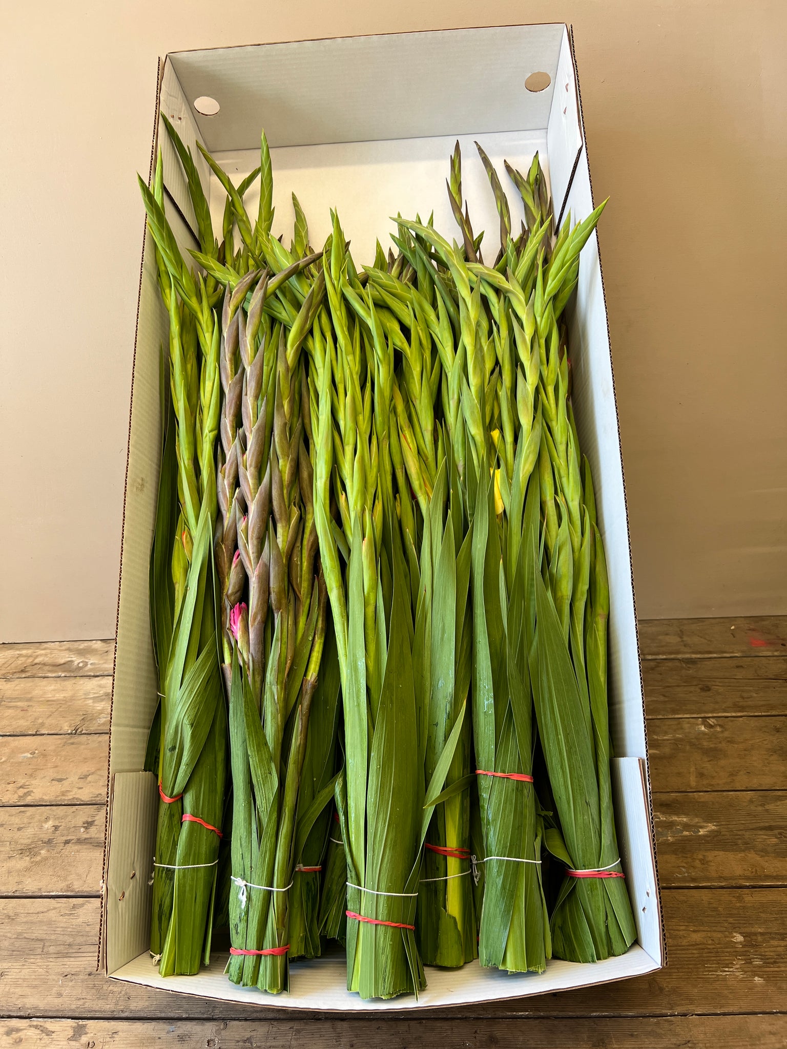 Gladioli - BOX OFFER - 100 stems / 20 bunches Mixed colours