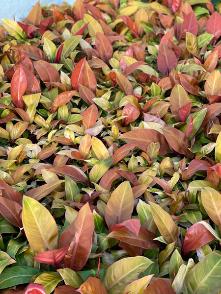 British Grown Indoor Plants - REQUEST LATEST PRICES/CALL BACK
