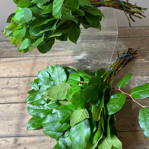 IMPORT- Salal Tips Green - Bundle