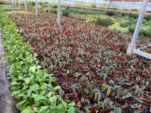 British Grown Indoor Plants - REQUEST LATEST PRICES/CALL BACK