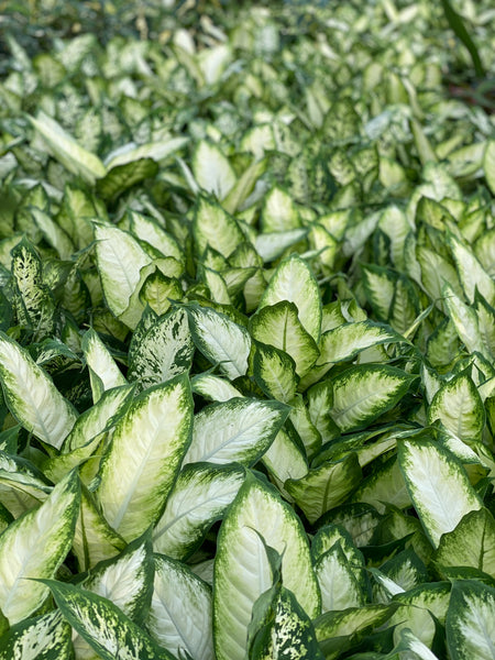 British Grown Indoor Plants - REQUEST LATEST PRICES/CALL BACK