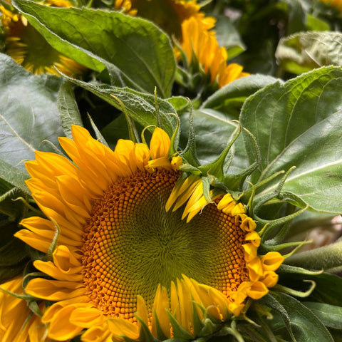 British Sunflowers-Bunch 10 stems- Green Centres