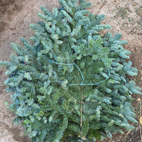 Noble Pine Bundle - c5kg SCOTTISH