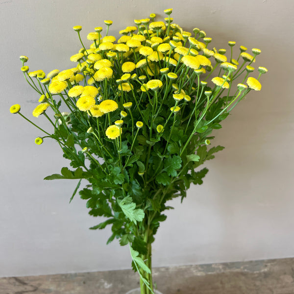 Tanacetum Amazone -  Lemon Bobble  x 10 stems