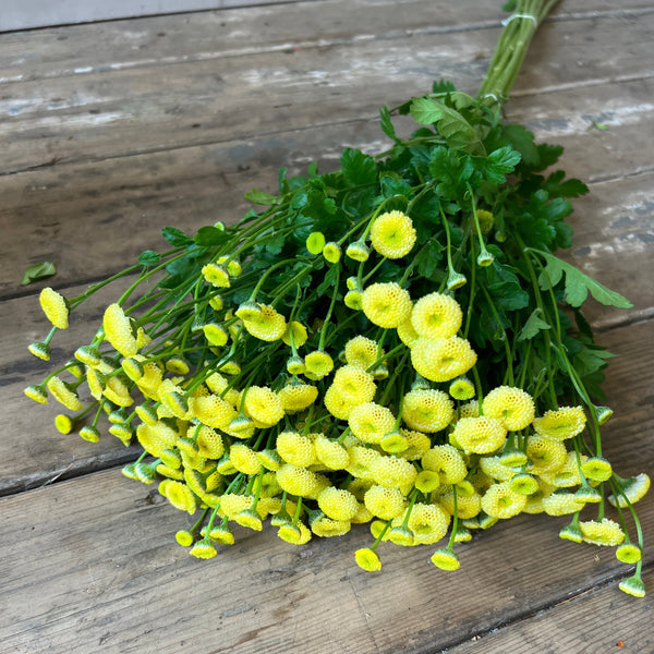 Tanacetum Amazone -  Lemon Bobble  x 10 stems