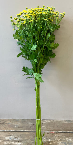Tanacetum Amazone -  Lemon Bobble  x 10 stems