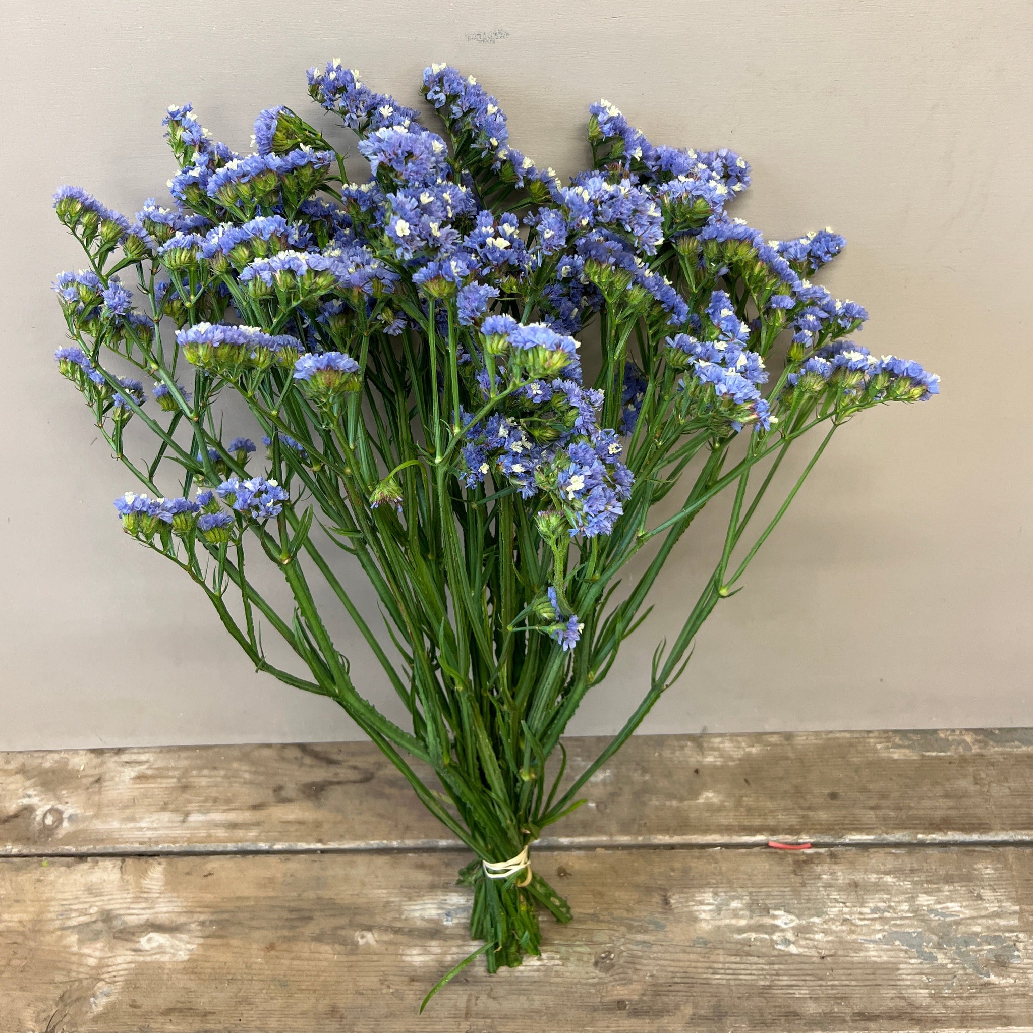 Statice sinuatum - Lilac - Bunch of 10 stems (48p)